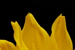 黄色非洲菊