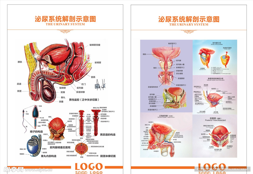 泌尿系统解剖示意图