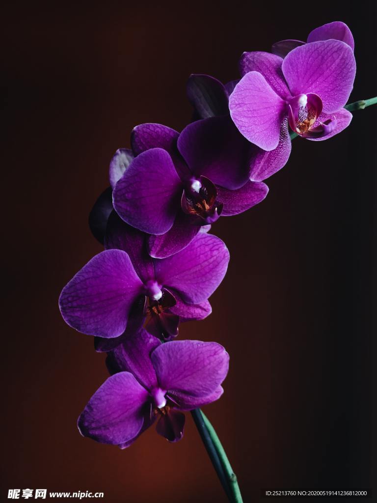 高贵粉紫色蝴蝶兰黑色背景图