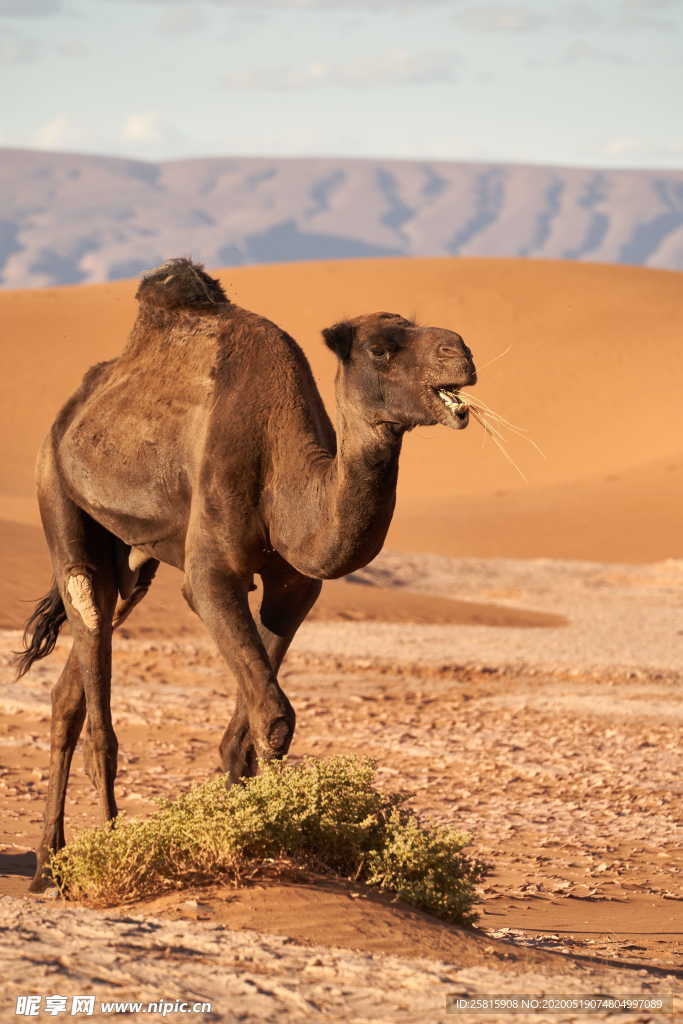 骆驼沙漠之舟图片