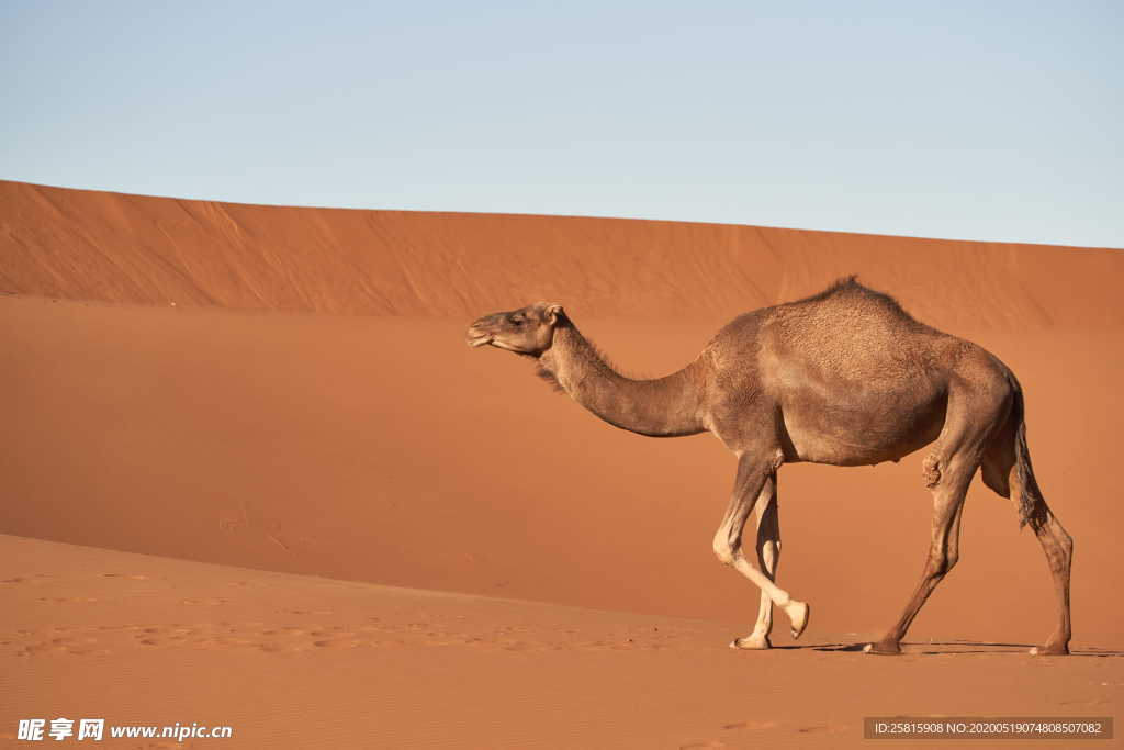 骆驼沙漠之舟图片