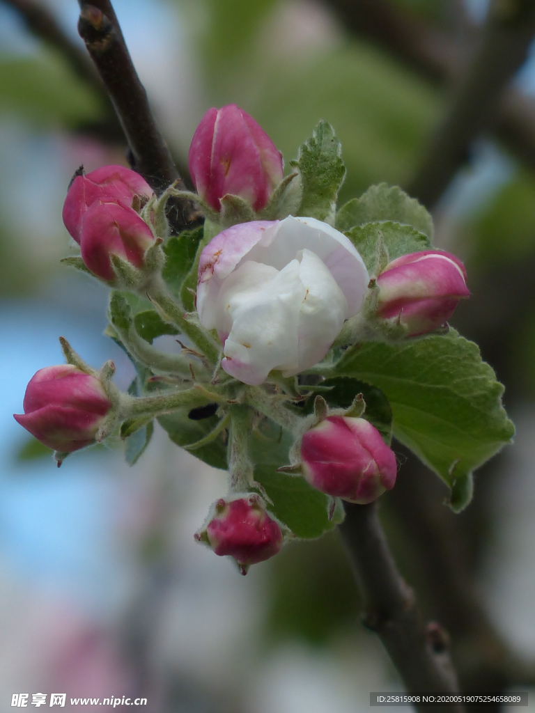 苹果花苹果树图片