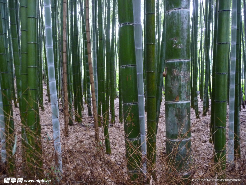 竹林竹子竹叶图片