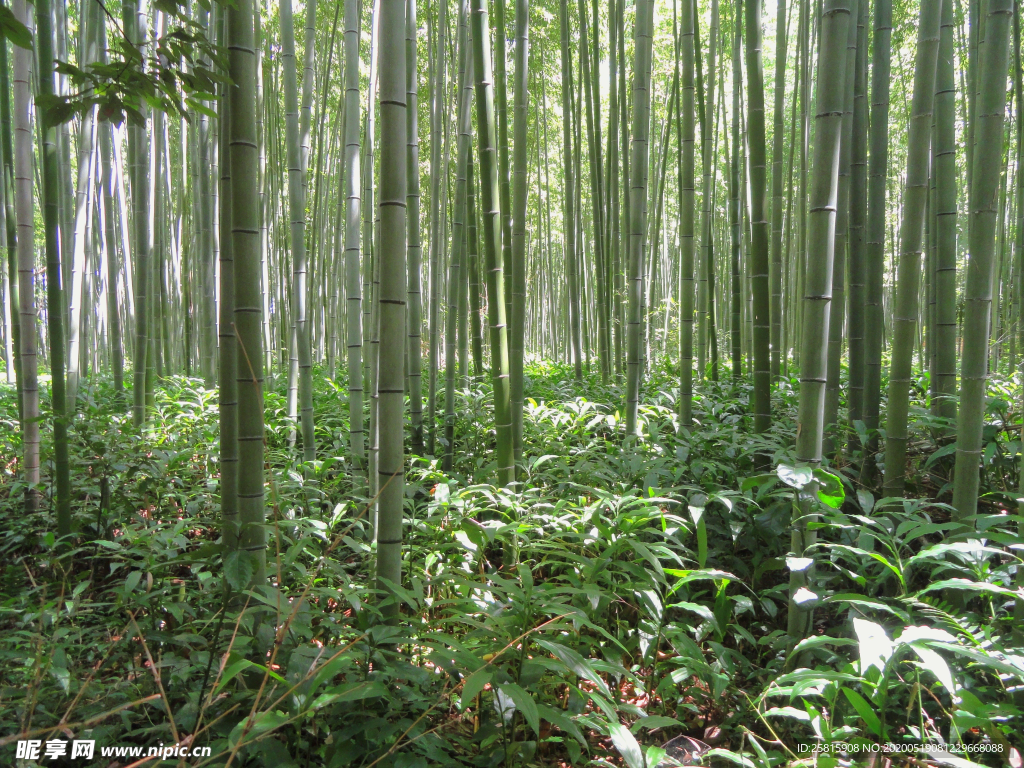 竹林竹子竹叶图片