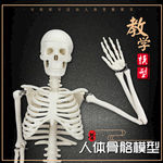 人体骨骼模型