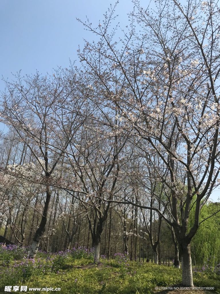 森林