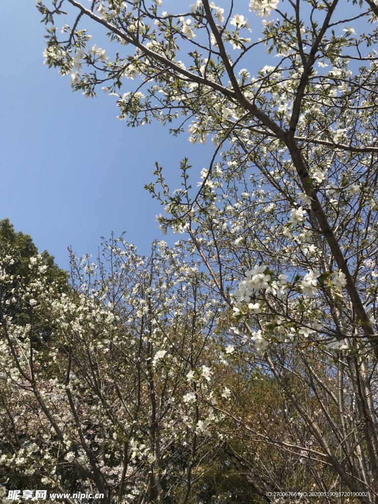 森林