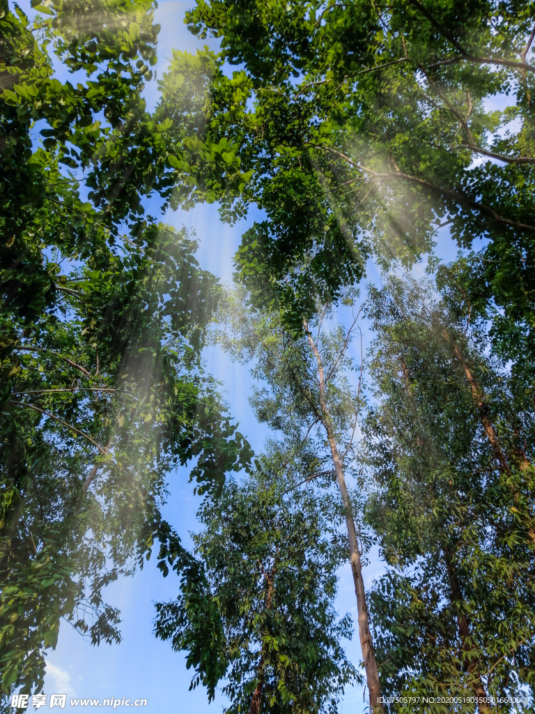 绿荫
