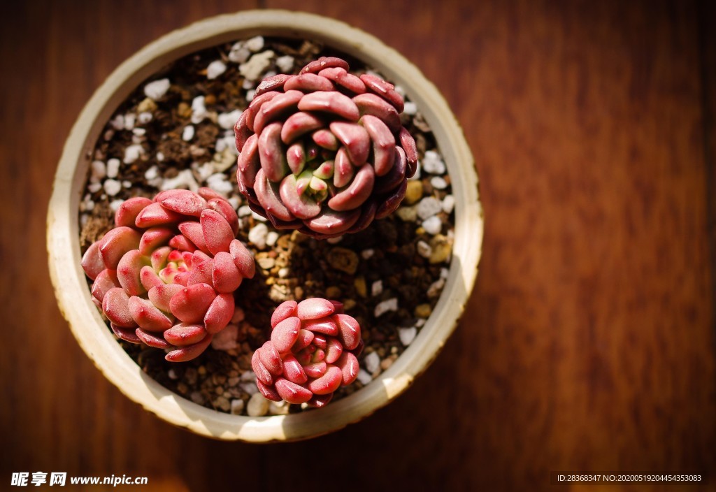 绿色植物