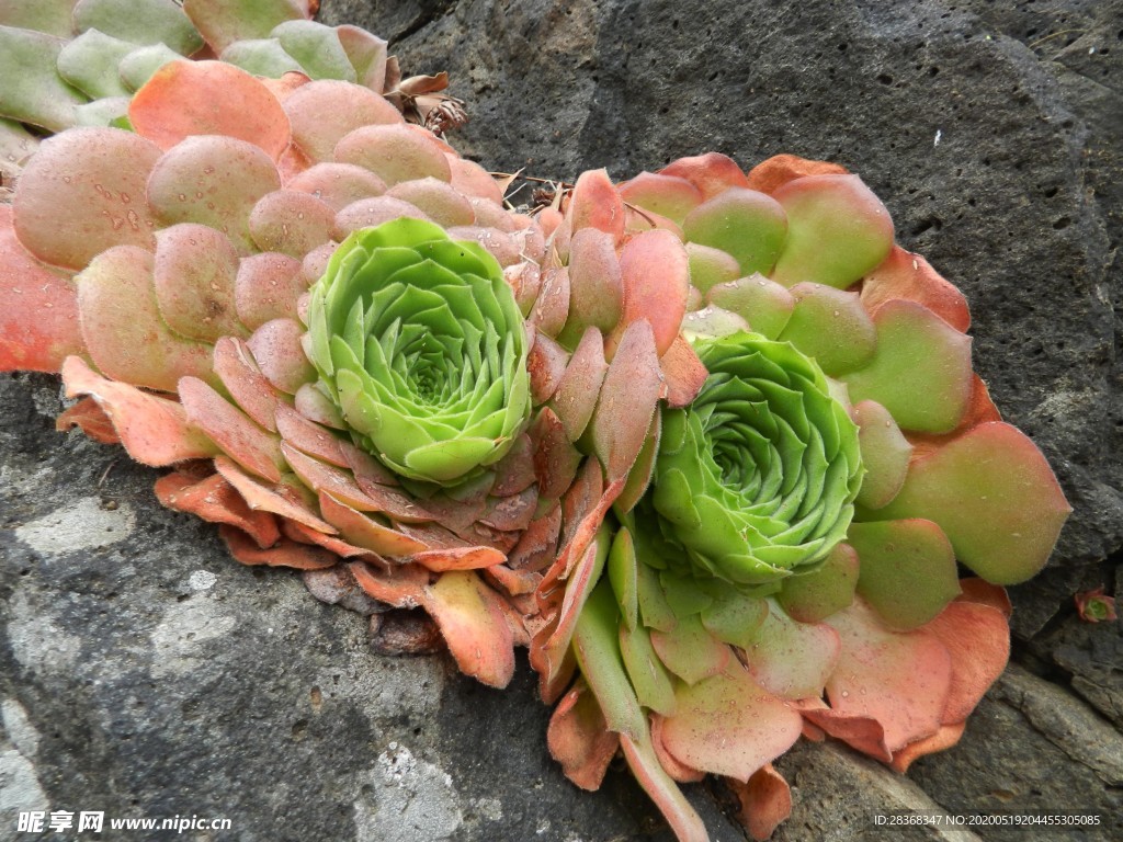 绿色植物