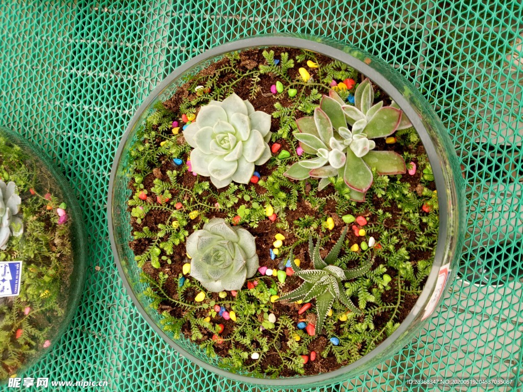 绿色植物