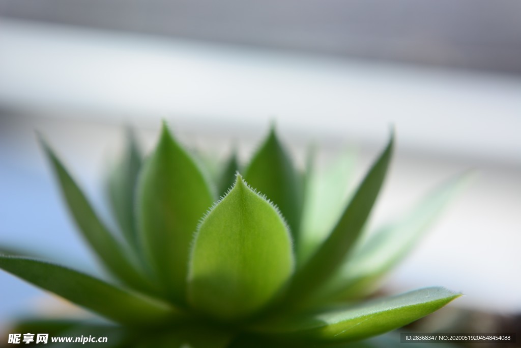 绿色植物