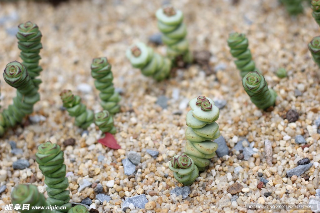 绿色植物