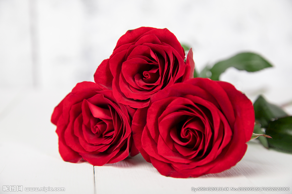 三朵鲜艳的玫瑰花