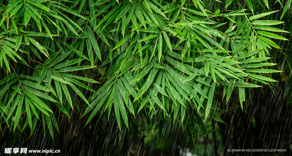 树叶夏季绿色护眼树木背景素材
