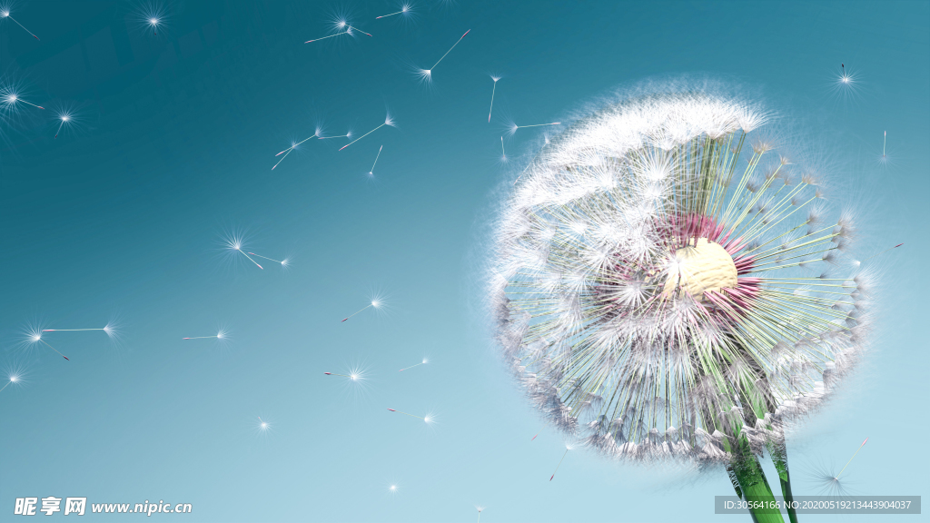蒲公英自然清新背景素材