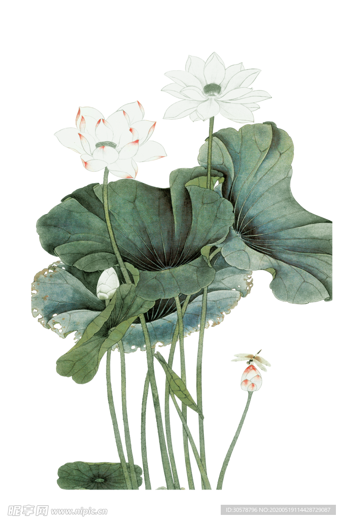 荷花