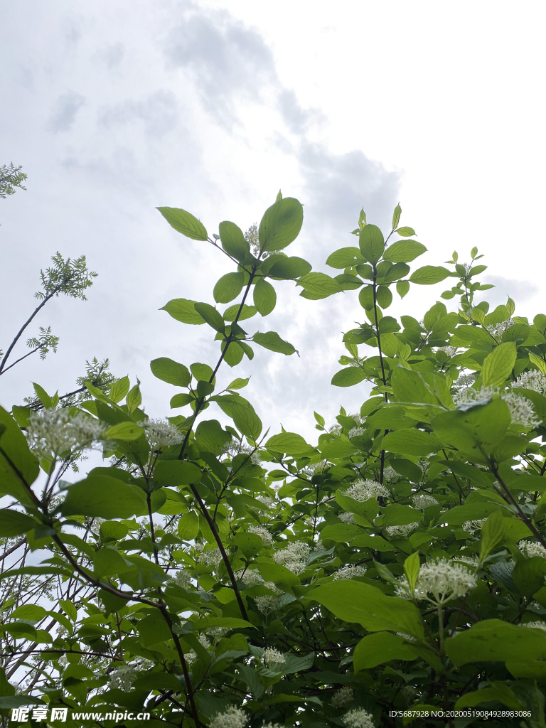 琼花树