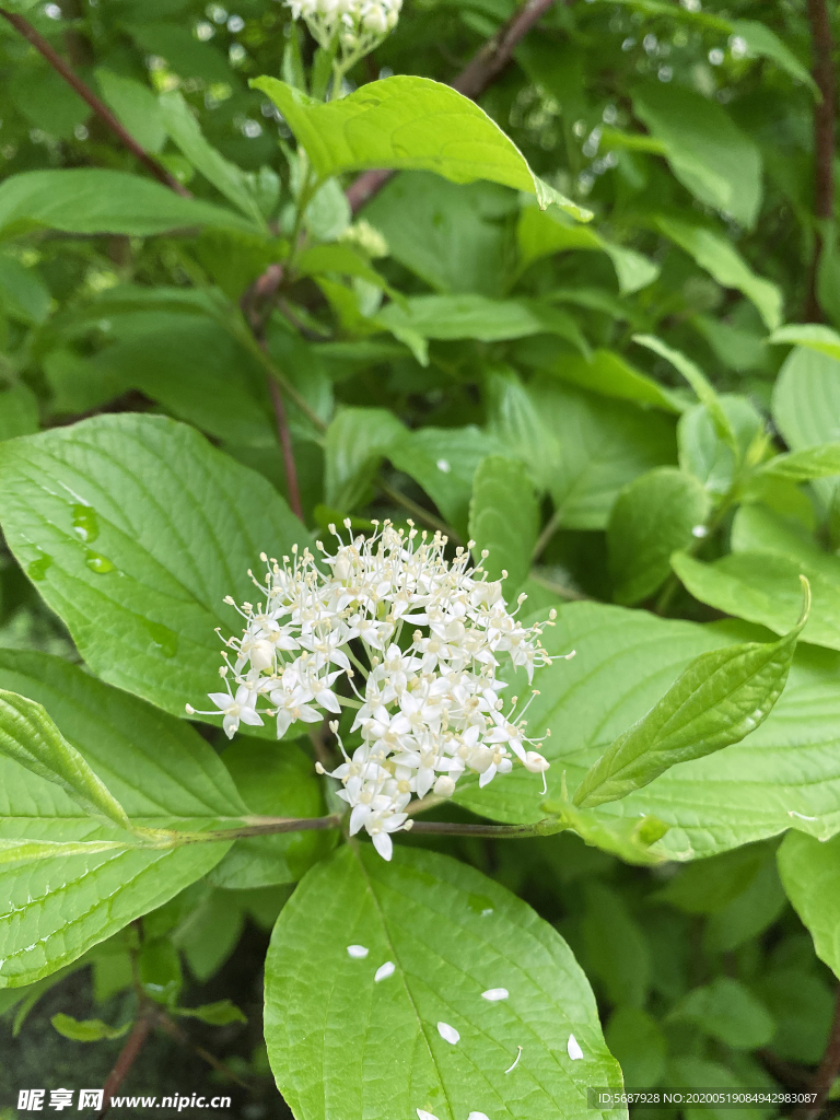 琼花树