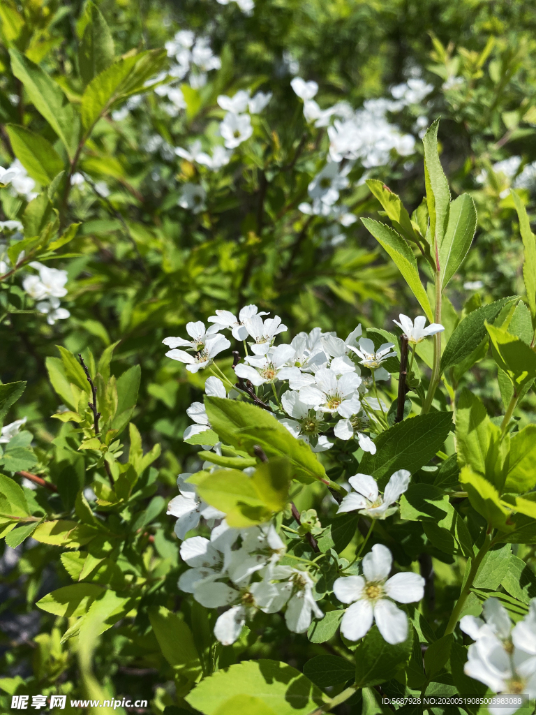 稠李花树