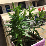 百合角