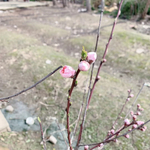桃树花苞