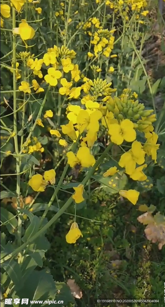 春天蜜蜂油菜花