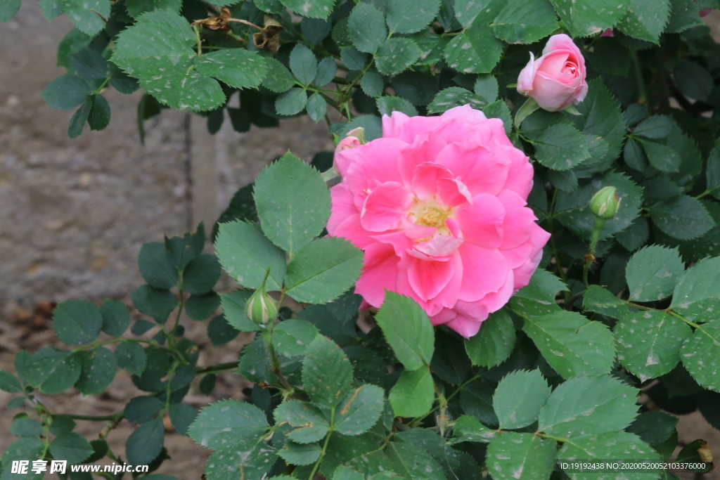 月季花