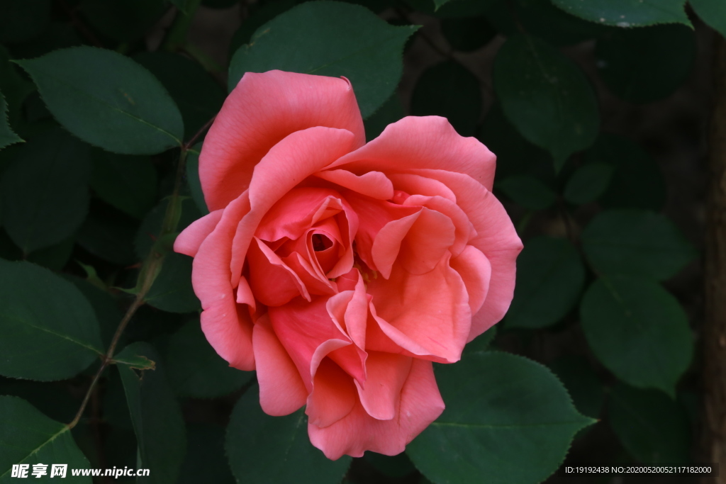 月季花