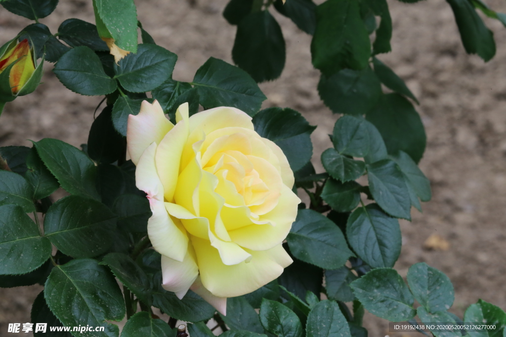 月季花