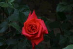 月季花