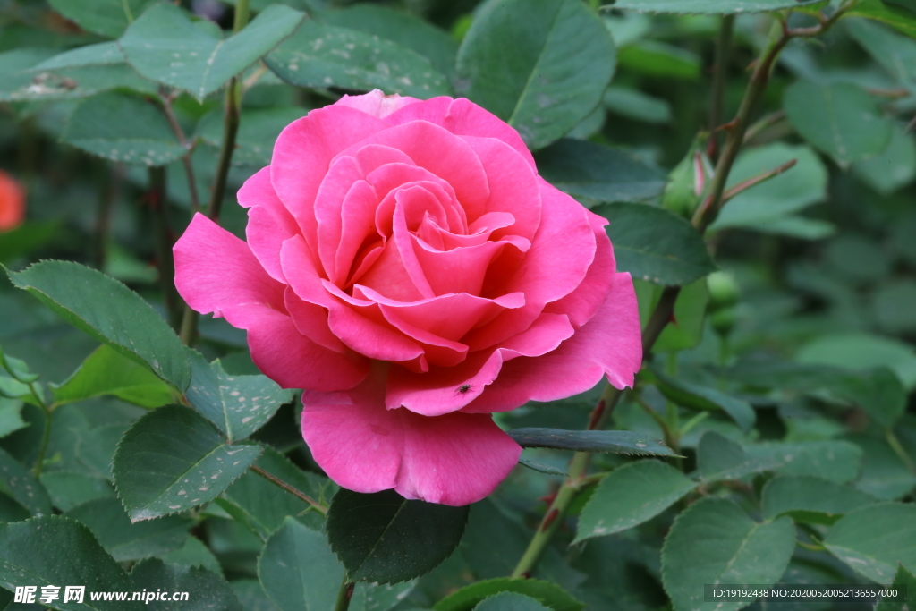 月季花