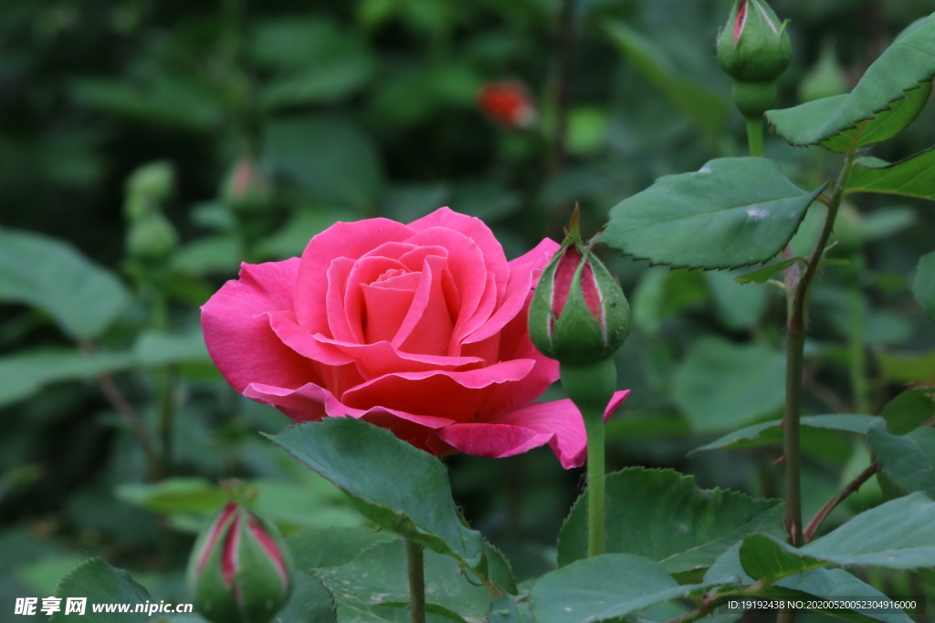 月季花