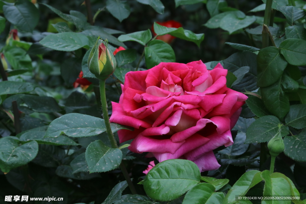 月季花