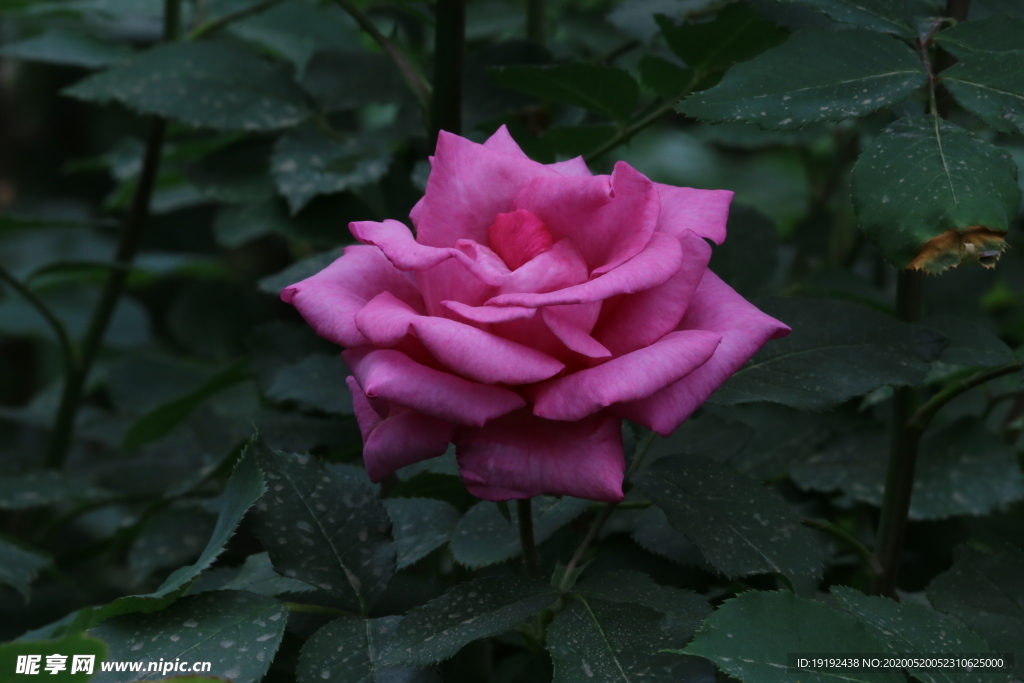 月季花
