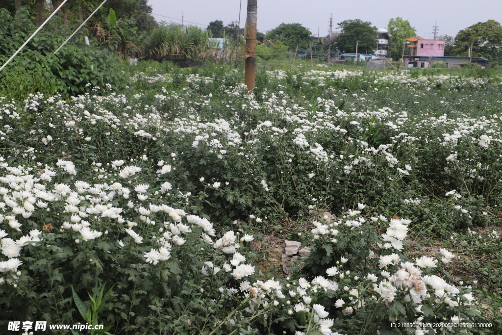 白菊花