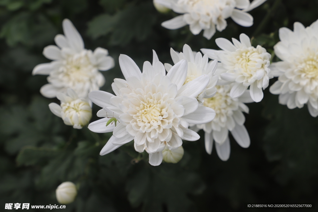 菊花