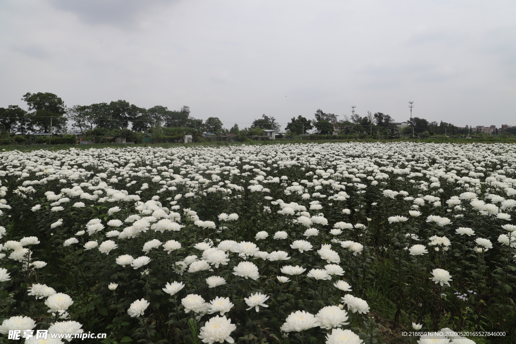 白菊花
