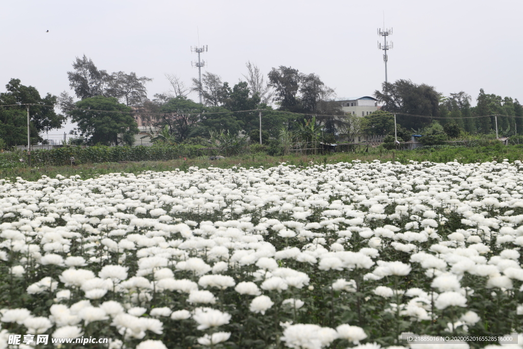 菊花