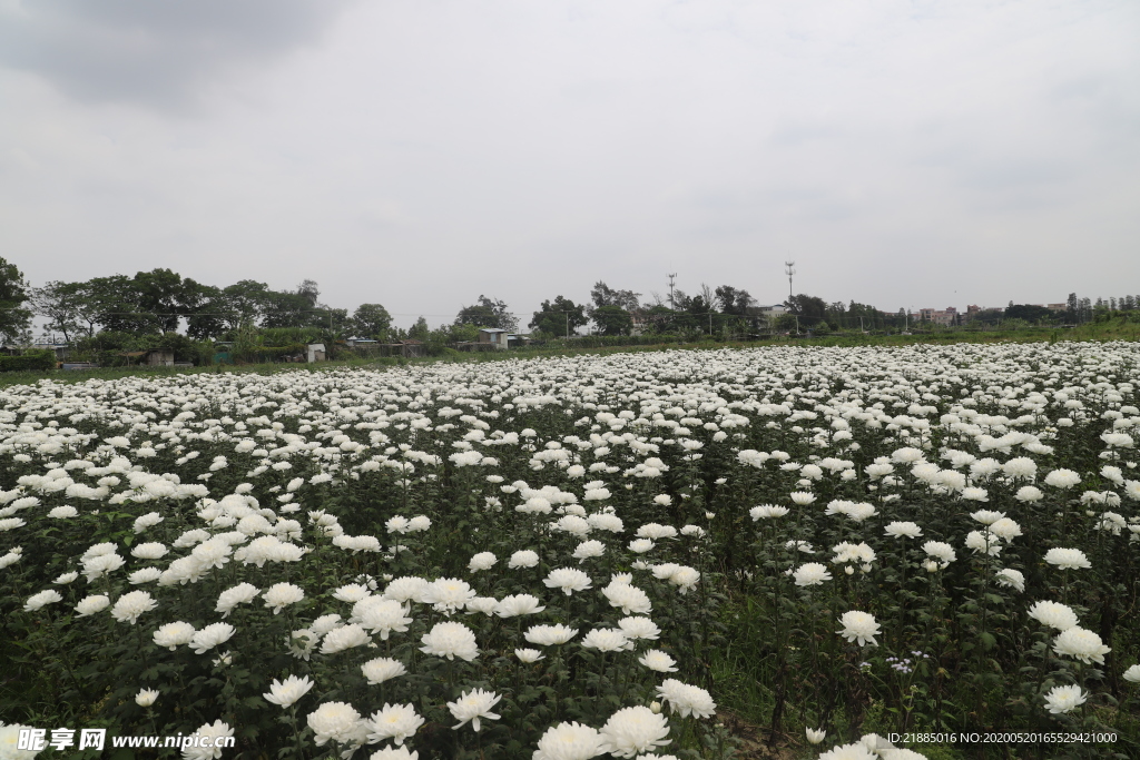 菊花
