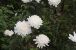 白菊花