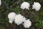 白菊花