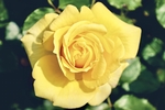 玫瑰花