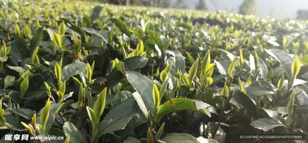 绿茶