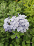 蓝雪花