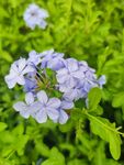 蓝雪花