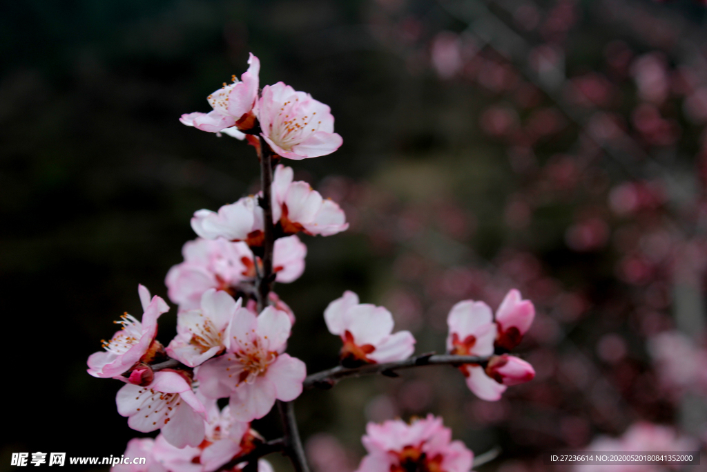 梅花
