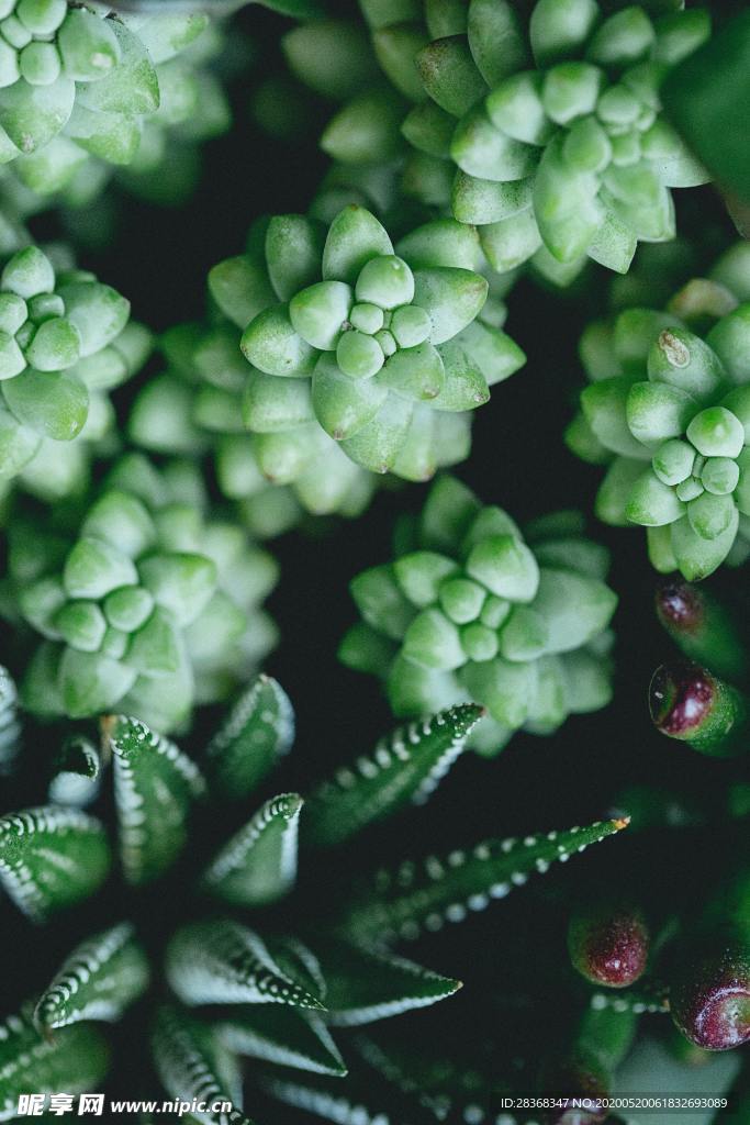 绿色植物