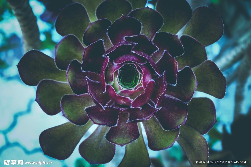 绿色植物