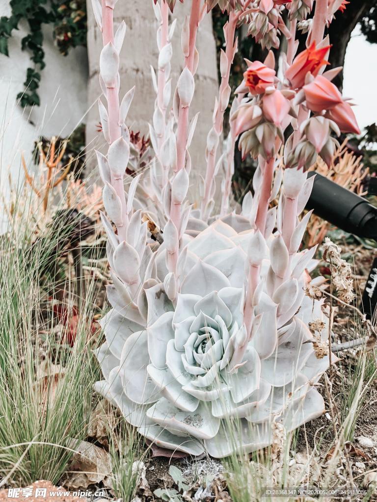 绿色植物
